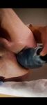 Anal horse anal toys